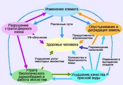 Шпаргалка: Агроэкосистема